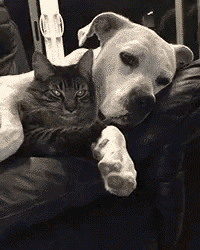 a dog and a cat are laying on a couch together