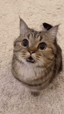 a cat with a surprised look on its face is sitting on a carpet .