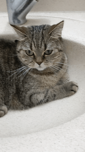 a cat is laying in a sink looking at the camera