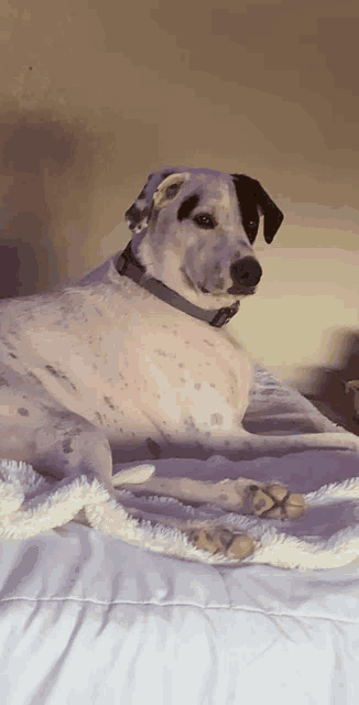 a dalmatian dog laying on a bed with a white blanket