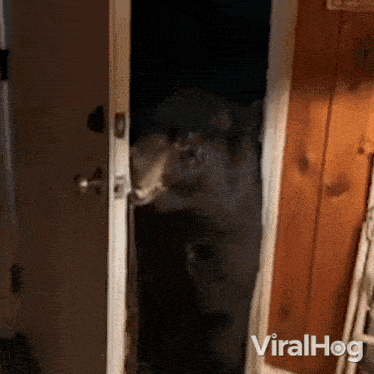 Closing The Door American Black Bear GIF - Closing The Door American Black Bear Viralhog GIFs