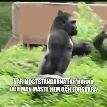 a gorilla is running through the grass with a caption in a foreign language