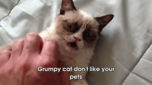 The Original Grumpy Cat GIF - Grumpycat GIFs