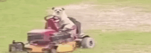 a dog is sitting on a lawn mower .