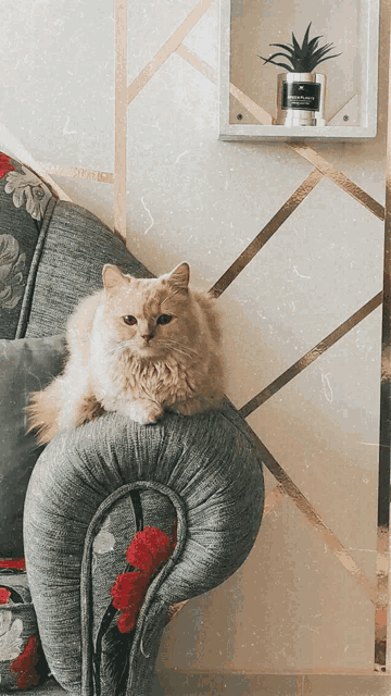 a cat sitting on a chair next to a candle that says ' pure bliss '