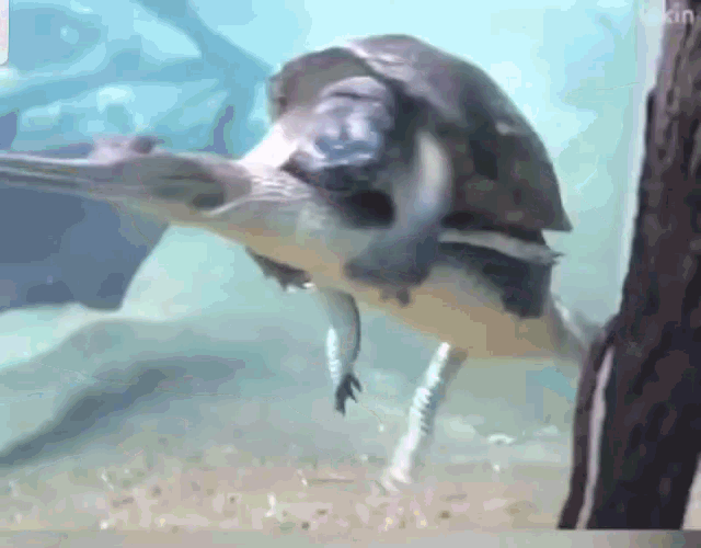 Carrying Someone Funny Animals GIF - Carrying Someone Funny Animals Turtle GIFs