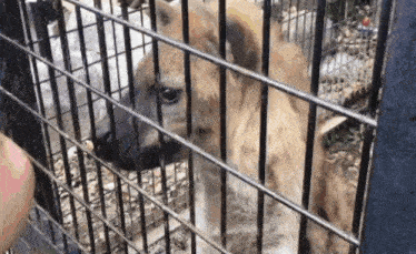 a hyena in a cage with a person behind it