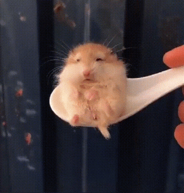 Hamster Hamsteronspoon GIF - Hamster Hamsteronspoon Cute GIFs