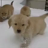 Puppy Snow GIF - Puppy Snow GIFs