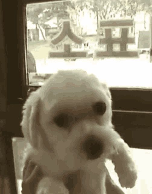 a person is holding a small white dog in front of a window with chinese characters on it .