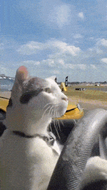Cat Drifting GIF - Cat Drifting Tokyo Drift GIFs