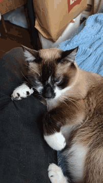 a brown and white cat laying on a person 's lap with a brown bag in the background that has the letter l on it