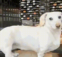 a white dachshund standing in front of a wine rack