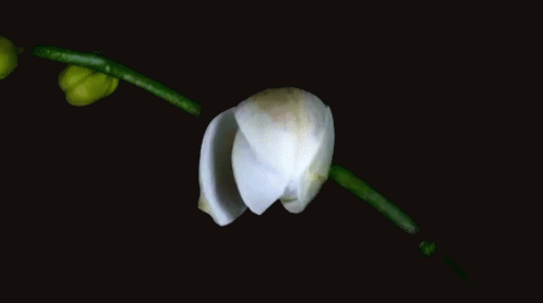 Flower Bloom GIF - Flower Bloom GIFs