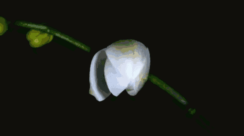 a close up of a white orchid flower with a yellow center on a black background