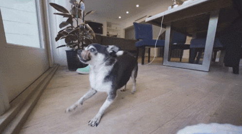 a small black and white dog is standing on a wooden floor