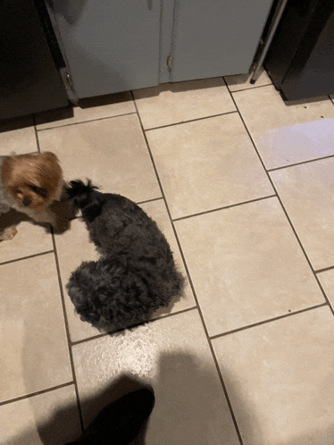 two small dogs are standing on a tiled floor in a kitchen