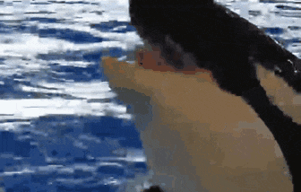 a close up of a whale 's head in the water