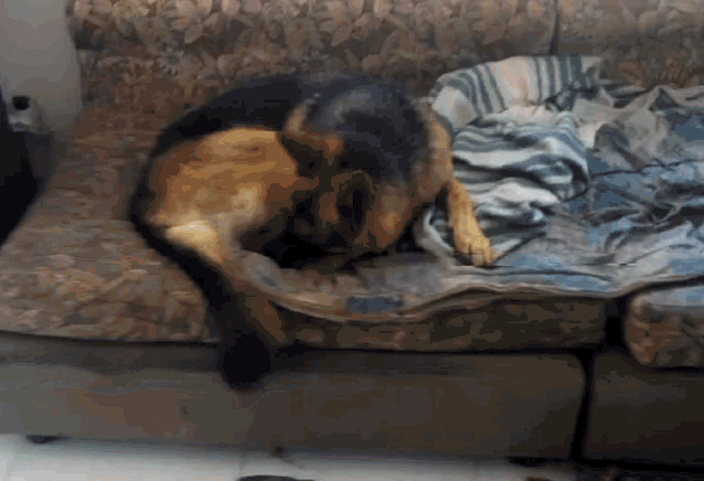 Doggy Blanket GIF - Doggy Blanket Sofa GIFs