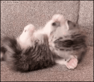 Kitten Tabi GIF - Kitten Tabi Auorine GIFs