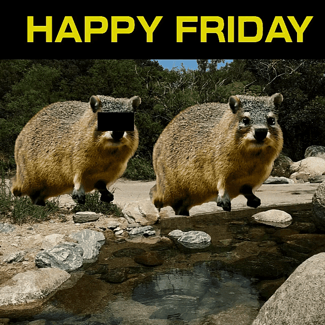 Hyrax Happy Friday GIF