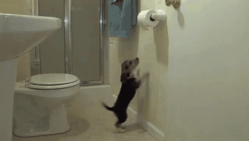 Dogs Daily Mission GIF - Dog Toilet Paper GIFs