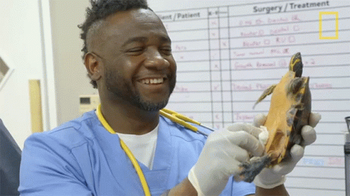 Cleaning A Turtle Critter Fixers GIF - Cleaning A Turtle Critter Fixers Turtle GIFs