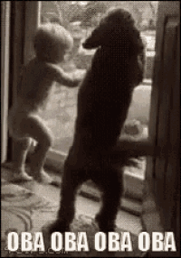 Oba Oba Oba Oba GIF