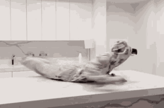 a person is rolling on a counter in a kitchen .