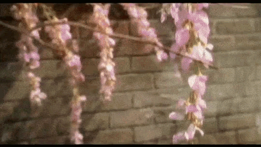 a tree branch with pink flowers hanging from it against a brick wall