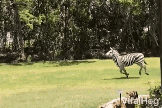 Gallop Zebra GIF - Gallop Zebra Run GIFs