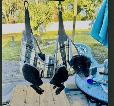 a small black dog is hanging upside down from a sling