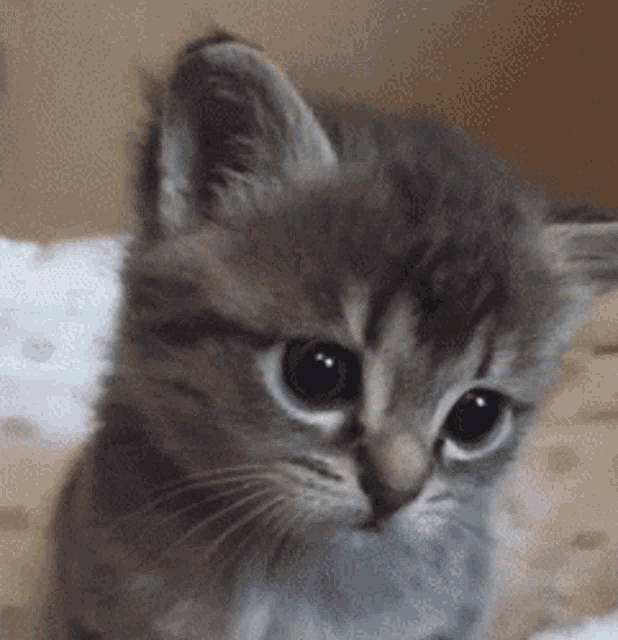 a close up of a gray kitten with big eyes looking at the camera .