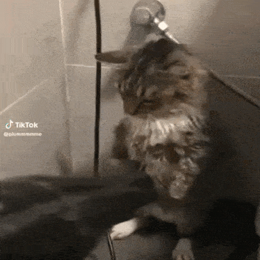 a cat is taking a shower in a bathroom with a shower head .