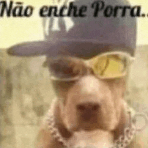a dog wearing a hat , sunglasses , and a chain around its neck .