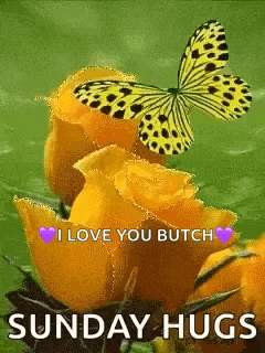 a butterfly is sitting on a yellow rose with the words i love you butch sunday hugs .