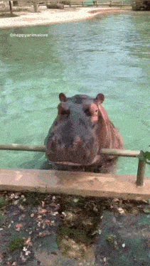 Hippo Fall GIF - Hippo Fall Water GIFs