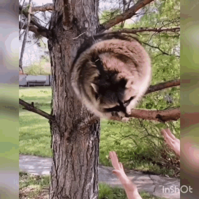 Raccoon Raccoontema GIF - Raccoon Raccoontema Temaraccoon GIFs