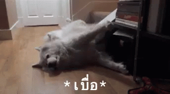 ซามอยด์ เบื่อ GIF - Samoyed Bored Lie Down GIFs