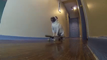 Cute Dog GIF - Cute Dog Skateboard GIFs
