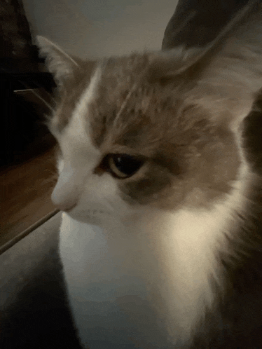 a close up of a cat 's face looking at something