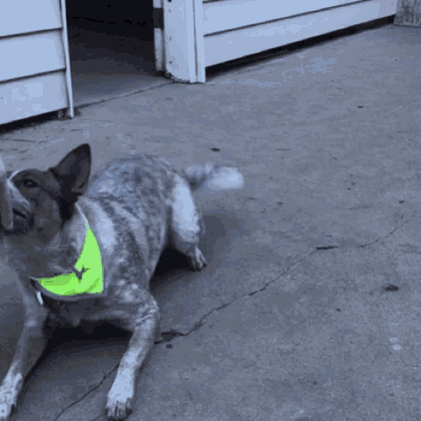 a dog wearing a neon yellow collar is laying on the ground
