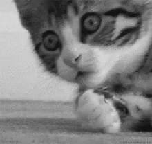 Cat Kitten GIF - Cat Kitten Shock GIFs