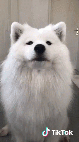 Cute Doggo GIF - Cute Doggo Smile GIFs