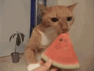 a cat is eating a slice of watermelon from someone 's hand .
