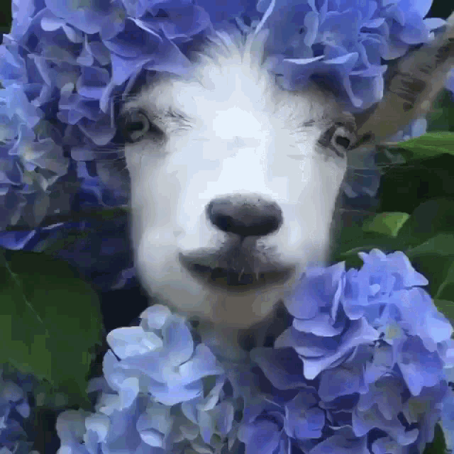 Ziege Flower GIF - Ziege Flower Minnimonii GIFs