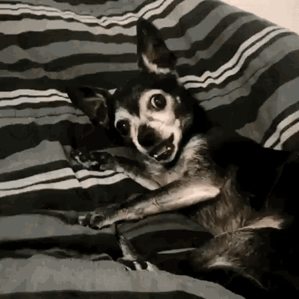Shocked Shookt GIF - Shocked Shookt Dog GIFs