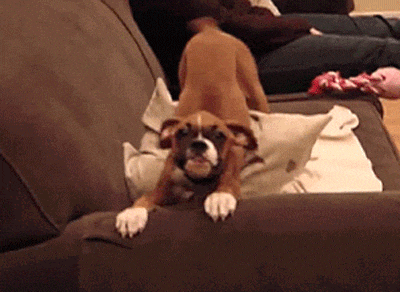 a dog is laying on a pillow on a couch looking at the camera