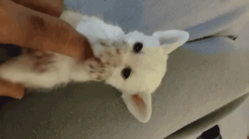 Fennec Tickle GIF - Fennec Tickle Cat GIFs