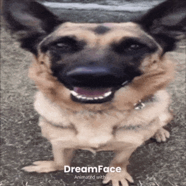 a picture of a dog with the words dreamface animated with a on the bottom